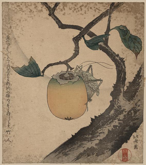 Kaki ni kirigirisu by Katsushika Hokusai