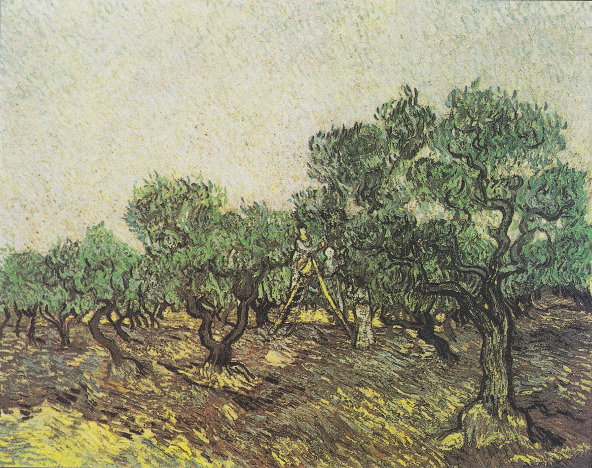 Olive Picking by Vincent van Gogh