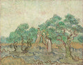 The Olive Orchard by Vincent van Gogh