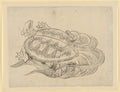 Sea Turtle (Emblem of Longevity) by Katsushika Hokusai