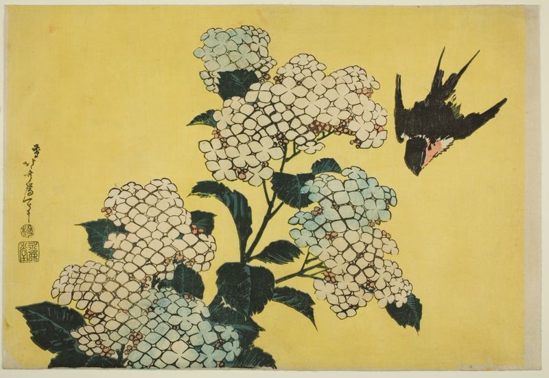 Hydrangea and Swallow, from an untitled series of large flowers by Katsushika Hokusai