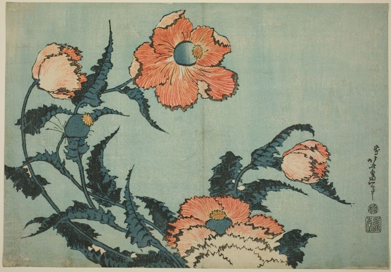 Poppies, from an untitled series of flowers by Katsushika Hokusai