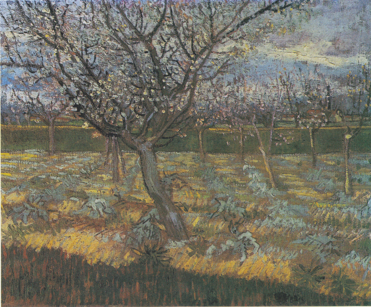 Apricot Trees in Blossom (F556) by Vincent van Gogh